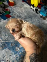 Dunkin, a male Maltipoo for sale in Gainesville, FL – 2 of 4