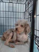 Jazlin, a female Poodle - Miniature  for sale in Gainesville, FL – 7 of 7