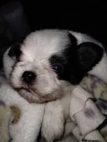 Kismet, a male Mal Shi for sale in Gainesville, FL – 5 of 8
