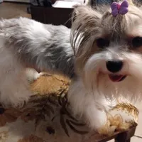 Freya, a female Yorkshire Terrier for sale in Lacey, WA – Photo 4 of 9