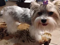 Freya, a female Yorkshire Terrier for sale in Ocala, FL – Photo 3 of 5