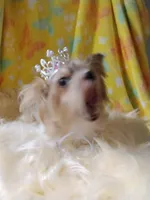 Freya, a female Yorkshire Terrier for sale in Lacey, WA – Photo 7 of 9