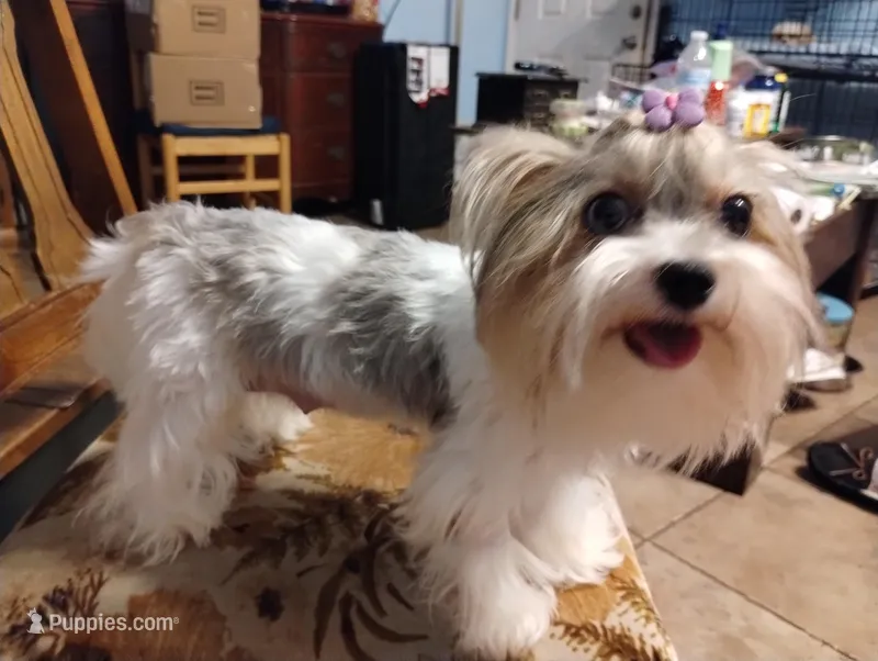 Freya, a female Yorkshire Terrier for sale in Ocala, FL – Photo 1 of 5