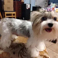 Freya, a female Yorkshire Terrier for sale in Lacey, WA – Photo 2 of 9