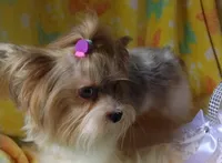 Freya, a female Yorkshire Terrier for sale in Lacey, WA – Photo 8 of 9