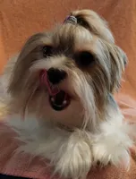 Freya, a female Yorkshire Terrier for sale in Lacey, WA – Photo 9 of 9