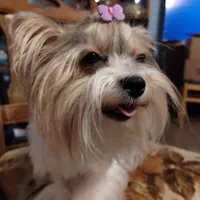 Freya, a female Yorkshire Terrier for sale in Lacey, WA – Photo 6 of 9