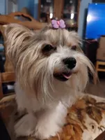 Freya, a female Yorkshire Terrier for sale in Ocala, FL – Photo 5 of 5