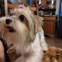 Freya, a female Yorkshire Terrier for sale in Lacey, WA – Photo 5 of 9