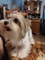 Freya, a female Yorkshire Terrier for sale in Ocala, FL – Photo 4 of 5