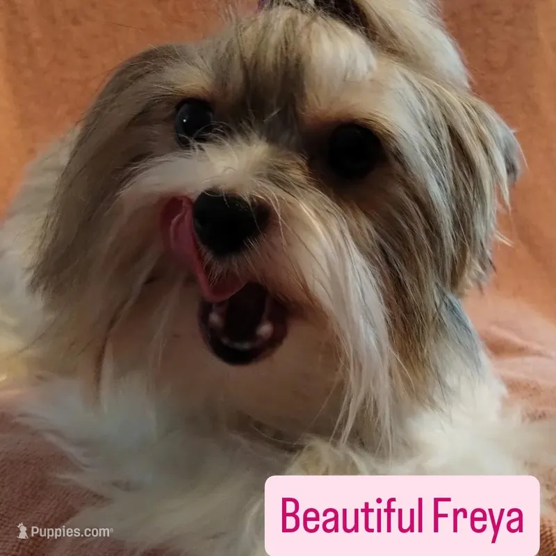 Freya – Yorkshire Terrier puppy for sale in Ocala, FL