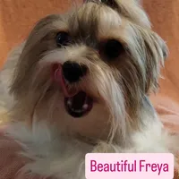 Freya, a female Yorkshire Terrier for sale in Lacey, WA – Photo 1 of 9