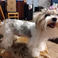 Freya, a female Yorkshire Terrier for sale in Lacey, WA – Photo 3 of 9