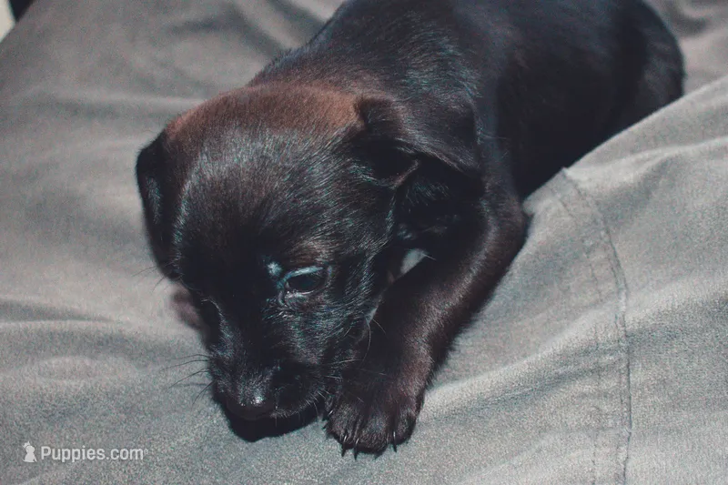 Bear – Yorkipoo, Cavachon puppy for sale in Covington, GA