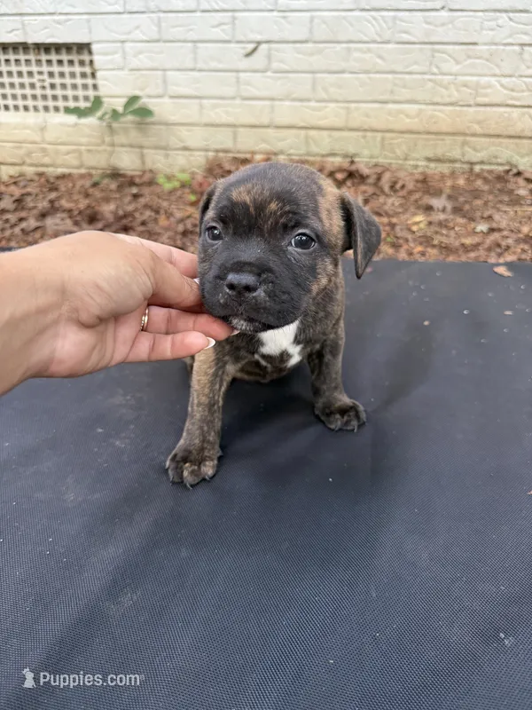 Zuma  – Staffordshire Bull Terrier puppy for sale in Charlotte, NC