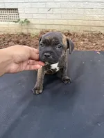 Zuma , a male Staffordshire Bull Terrier for sale in Charlotte, NC – 1 of 2
