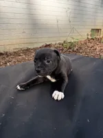 Luna , a female Staffordshire Bull Terrier for sale in Charlotte, NC – 2 of 2
