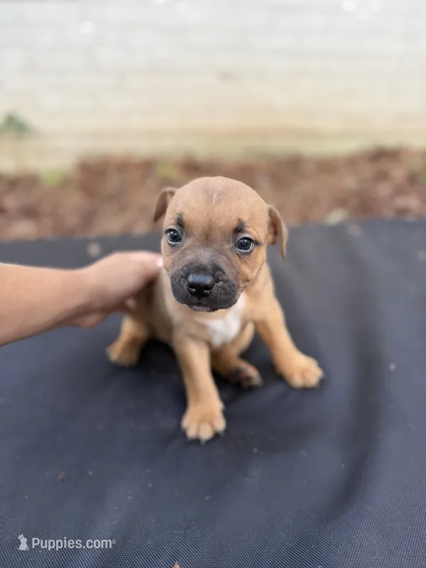 Ryder  – Staffordshire Bull Terrier puppy for sale in Charlotte, NC