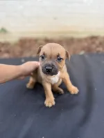 Ryder , a male Staffordshire Bull Terrier for sale in Charlotte, NC – 1 of 3