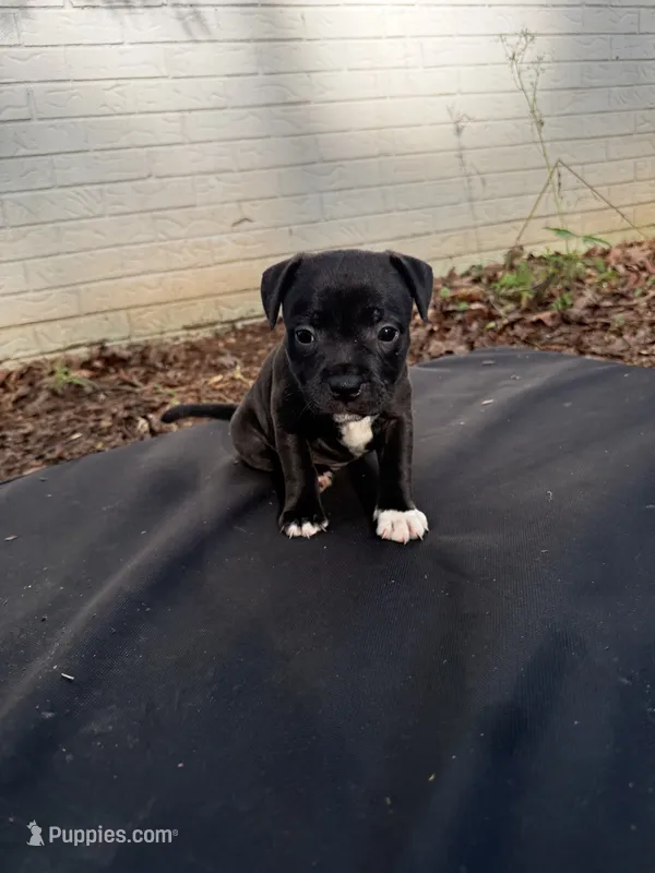 Luna  – Staffordshire Bull Terrier puppy for sale in Charlotte, NC