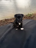 Luna , a female Staffordshire Bull Terrier for sale in Charlotte, NC – 1 of 2