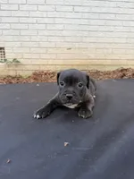 Rubble , a male Staffordshire Bull Terrier for sale in Charlotte, NC – 2 of 2
