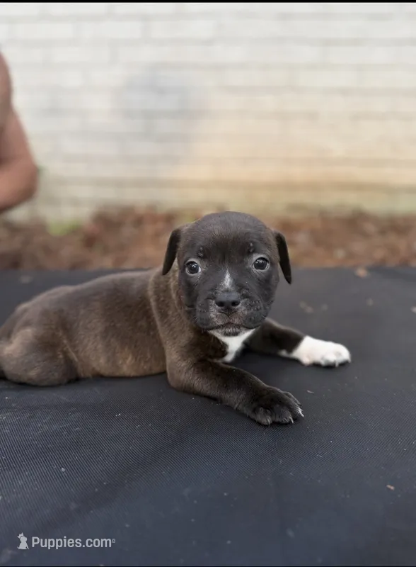 Chase  – Staffordshire Bull Terrier puppy for sale in Charlotte, NC