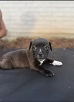 Chase , a male Staffordshire Bull Terrier for sale in Charlotte, NC – 1 of 2