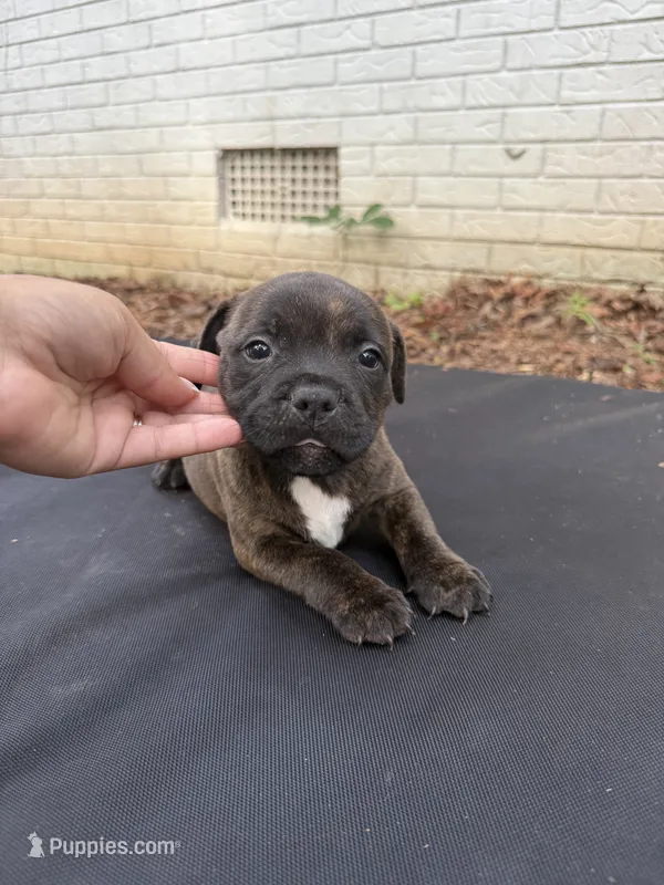 Rocky  – Staffordshire Bull Terrier puppy for sale in Charlotte, NC