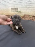Rocky , a male Staffordshire Bull Terrier for sale in Charlotte, NC – 1 of 2