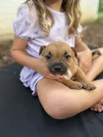 Ryder , a male Staffordshire Bull Terrier for sale in Charlotte, NC – 2 of 3