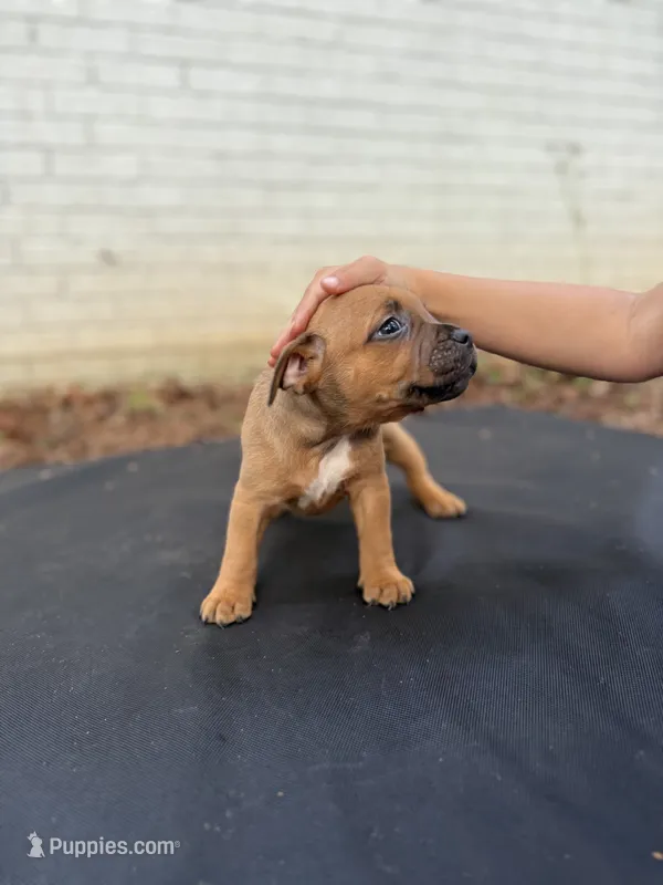 Homey – Staffordshire Bull Terrier puppy for sale in Charlotte, NC