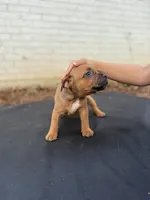 Homey, a female Staffordshire Bull Terrier for sale in Charlotte, NC – 1 of 2