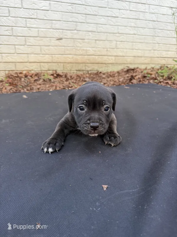 Rubble  – Staffordshire Bull Terrier puppy for sale in Charlotte, NC