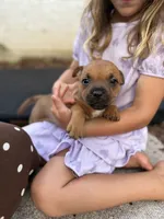 Homey, a female Staffordshire Bull Terrier for sale in Charlotte, NC – 2 of 2