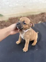Ryder , a male Staffordshire Bull Terrier for sale in Charlotte, NC – 3 of 3