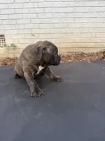 Rocky , a male Staffordshire Bull Terrier for sale in Charlotte, NC – 2 of 2
