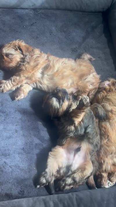 Weston, a male Shih Tzu for sale in Franklin Park, IL – 4 of 5