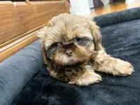 Easton, a male Shih Tzu for sale in Franklin Park, IL – 3 of 5
