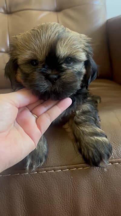 Weston, a male Shih Tzu for sale in Franklin Park, IL – 5 of 5