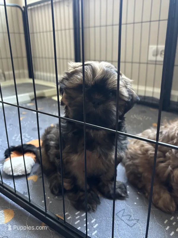 Weston – Shih Tzu puppy for sale in Franklin Park, IL