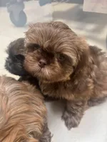 Easton, a male Shih Tzu for sale in Franklin Park, IL – 4 of 5