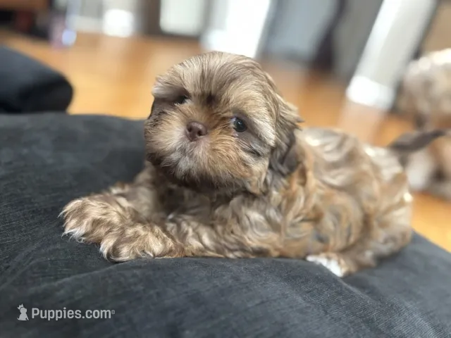 Summer – Shih Tzu puppy on hold in Franklin Park, IL