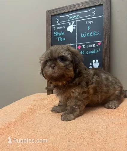 Easton – Shih Tzu puppy for sale in Franklin Park, IL