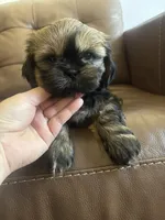 Weston, a male Shih Tzu for sale in Franklin Park, IL – 2 of 5
