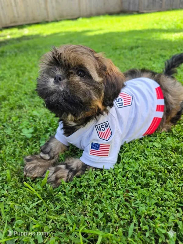 Weston – Shih Tzu puppy for sale in Franklin Park, IL