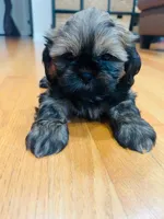 Weston, a male Shih Tzu for sale in Franklin Park, IL – 1 of 5