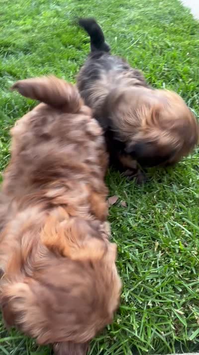 Easton, a male Shih Tzu for sale in Franklin Park, IL – 5 of 5