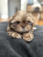 Summer, a female Shih Tzu for sale in Franklin Park, IL – 2 of 2