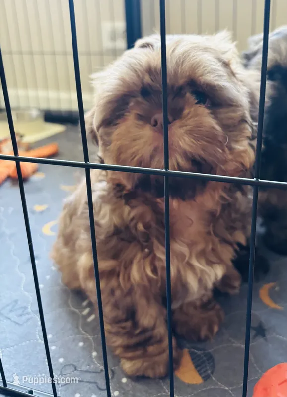 Easton – Shih Tzu puppy for sale in Franklin Park, IL